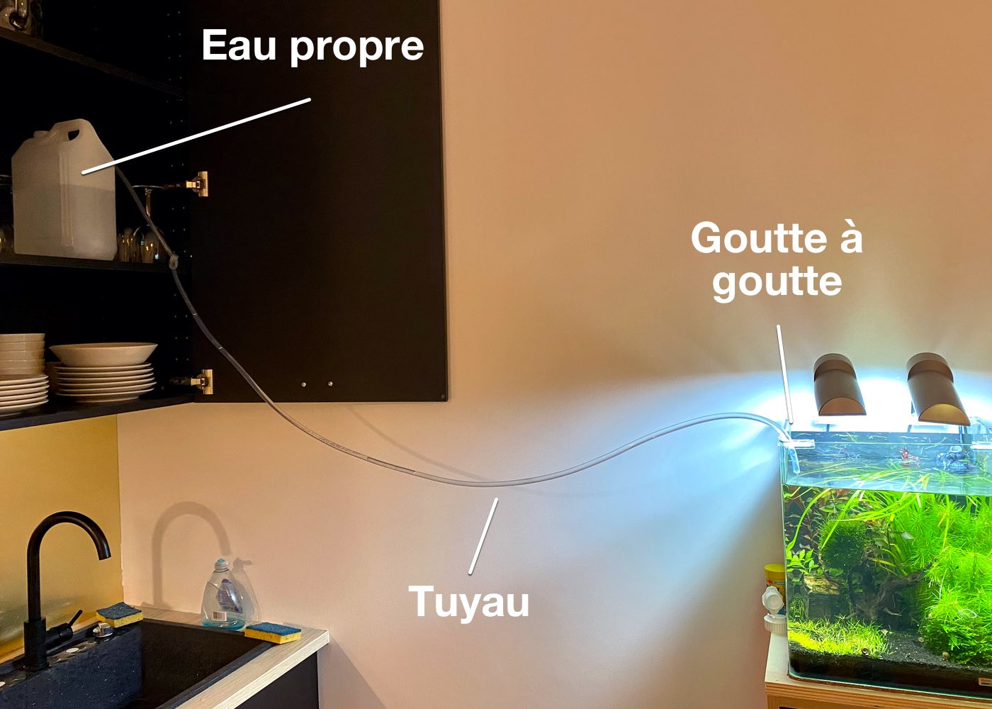 Entretien du Poisson Combattant : Bien changer l’eau de son aquarium